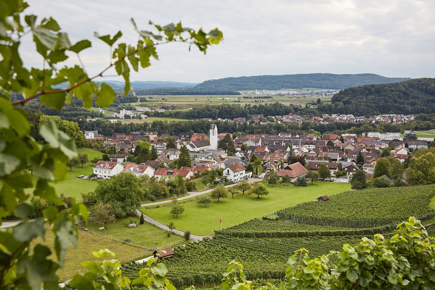 Blick über die Reben auf das Dorf Birmenstorf